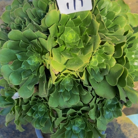 绿羊绒多肉植物一物一拍179多肉