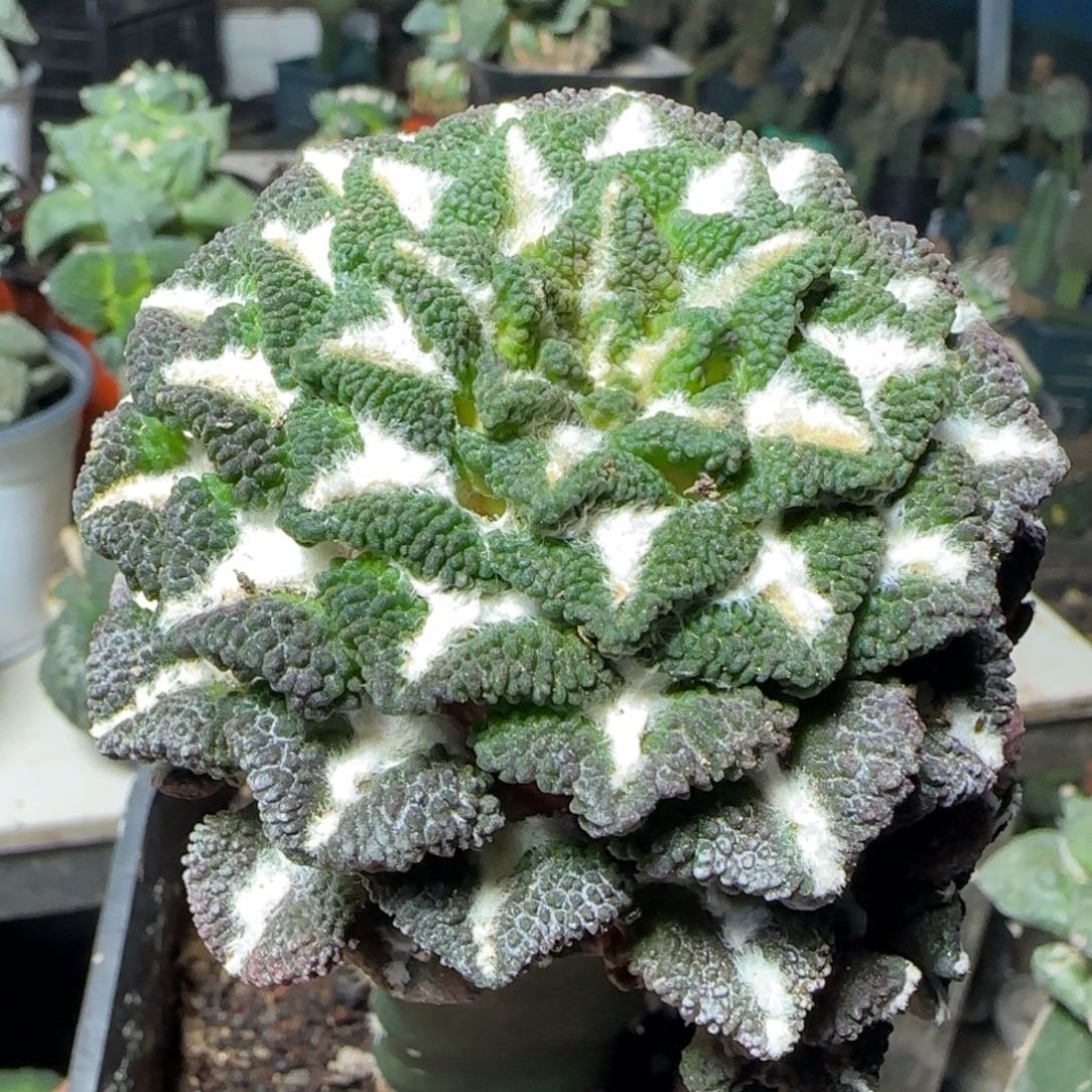 无花朵超级进口大尤黑731