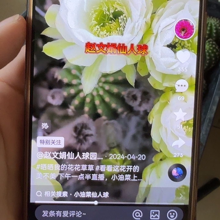 仙人球彩草歪小油菜瑕疵