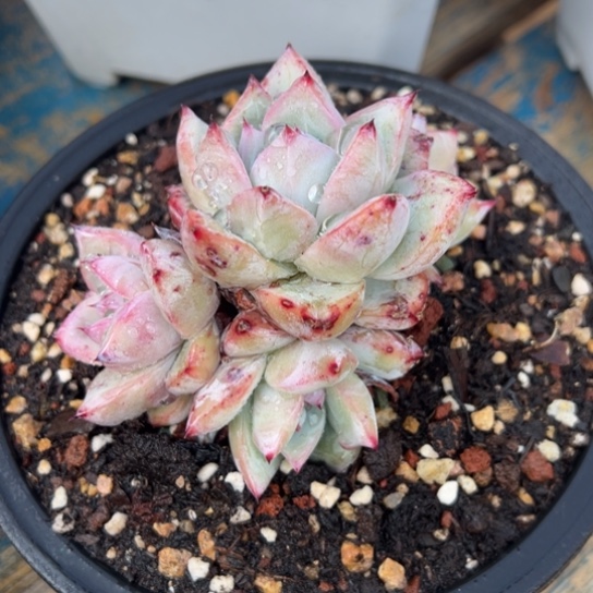 卡罗拉 夏鸣园艺 4头老桩