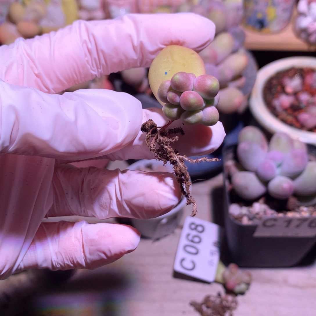 芒果奶群生小球子芒果奶070