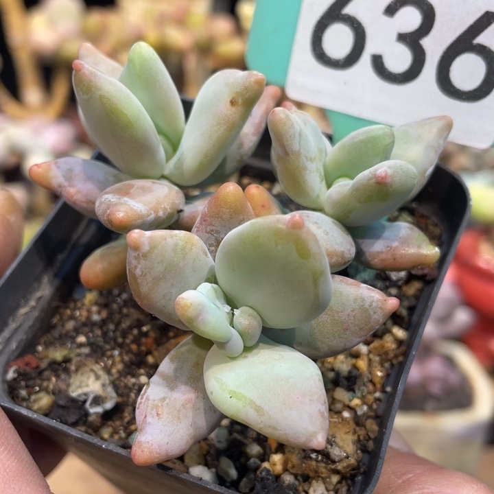 香蕉石化636号的多肉啊啊啊