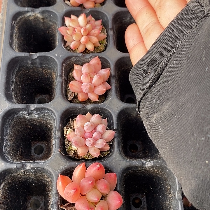 24 多肉植物盆栽花卉