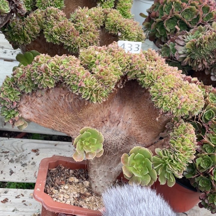 多肉葡萄的做法也非常成功