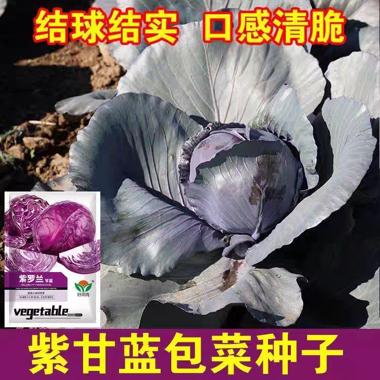 紫甘蓝种子紫包心菜籽卷心菜包菜农家庭院种植紫甘蓝种籽蔬菜种子