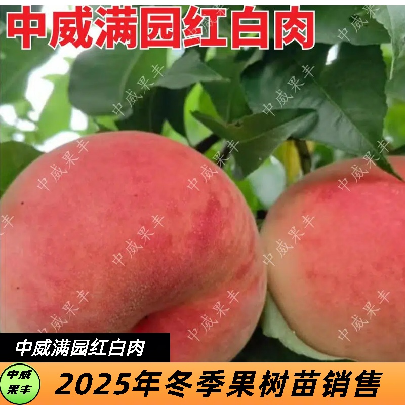 满园红红毛桃果苗大红桃树苗7月上中旬肉质细腻脆甜可口果树