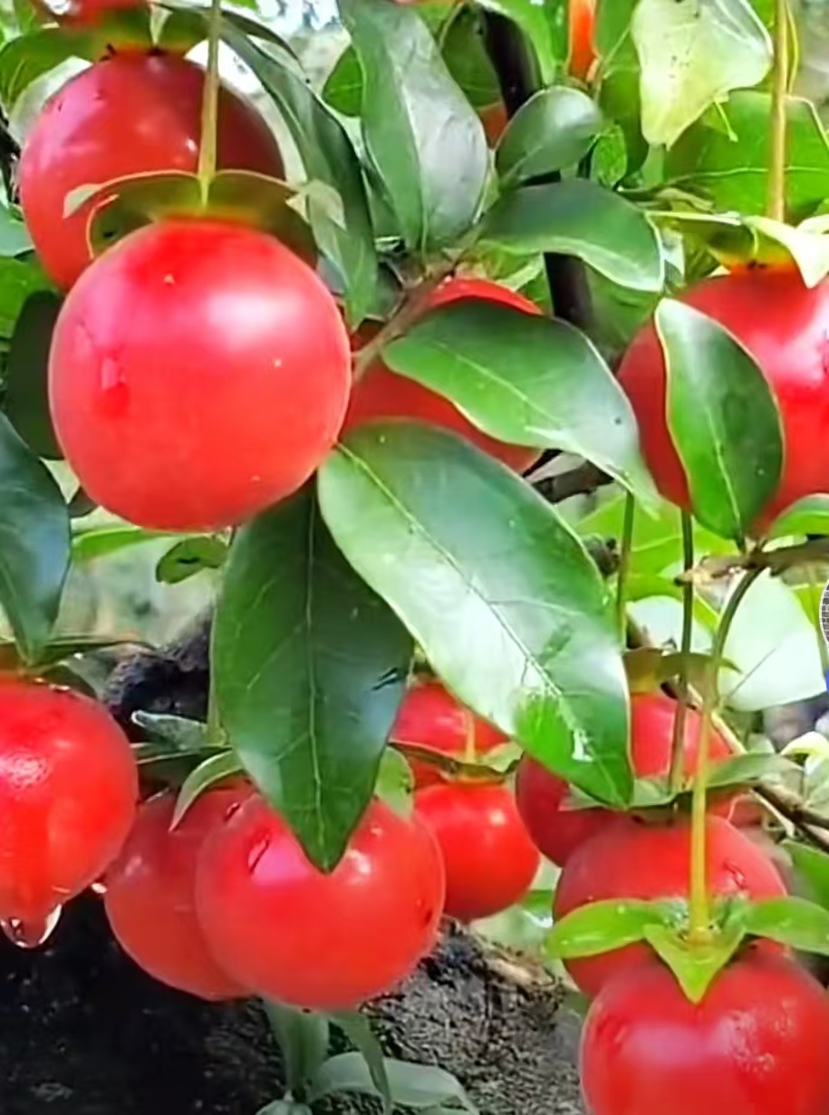 灌木金弹子观赏盆景