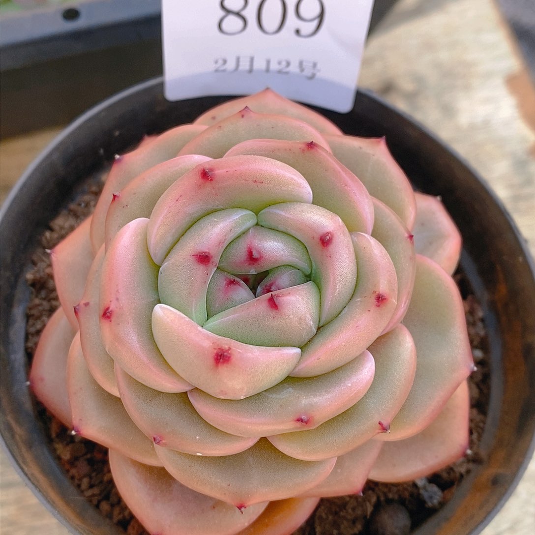 【闪购商品】云809香奈尔