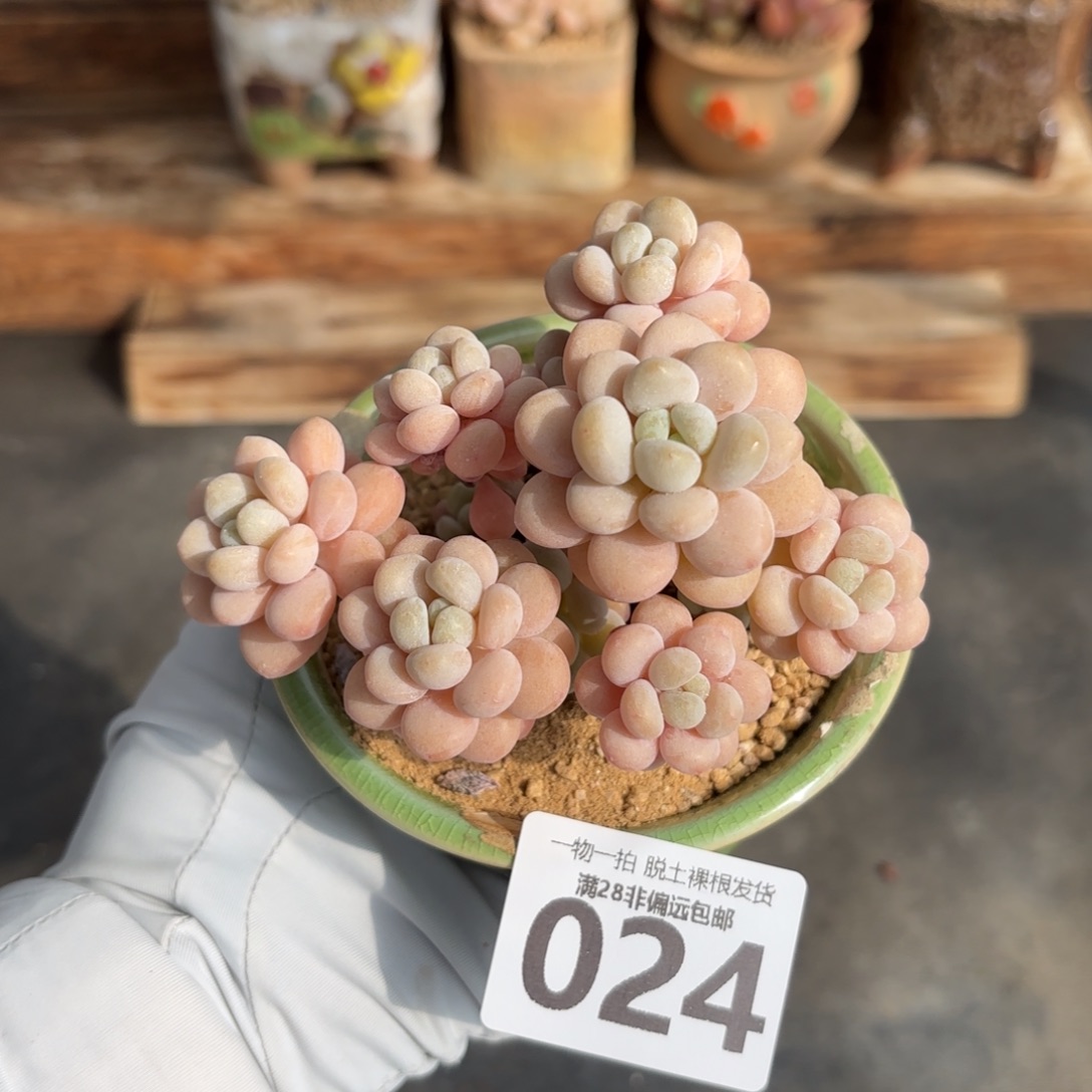 韩系洛可可老桩无盆土发货