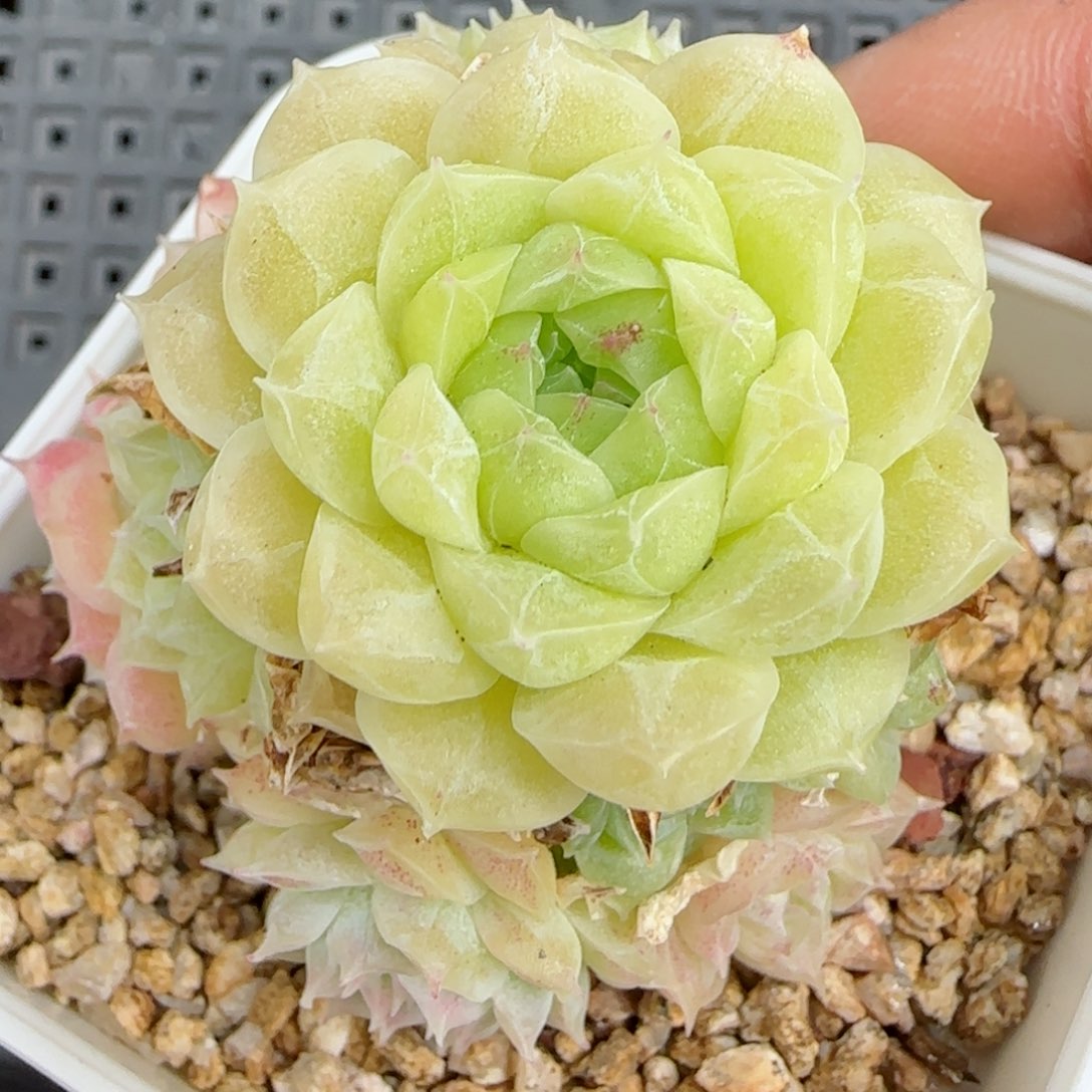 原****啊【闪购商品】0307-33钻石纹透麦杆