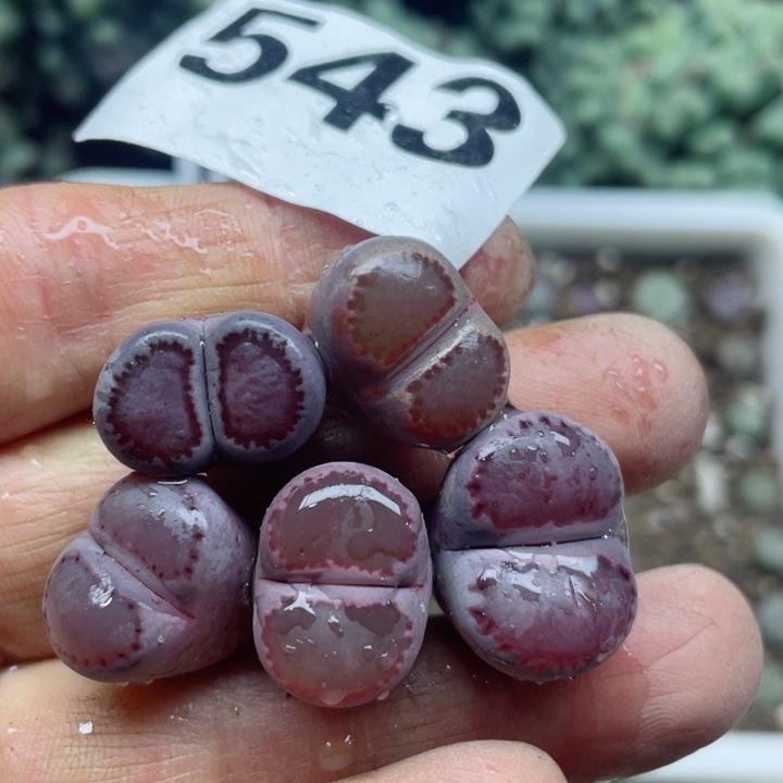 543紫饼干5颗零下保温