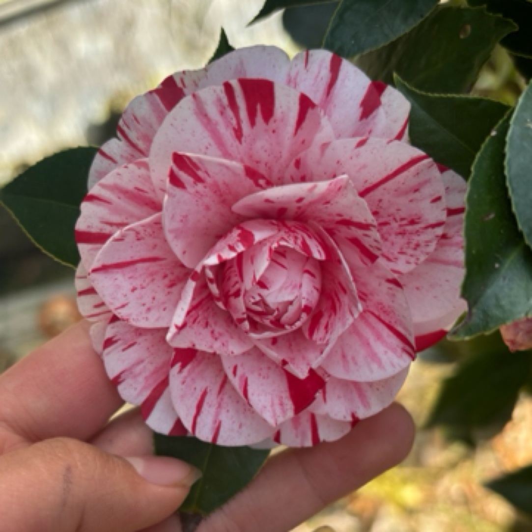 茶花一物一拍（专属链接 ）