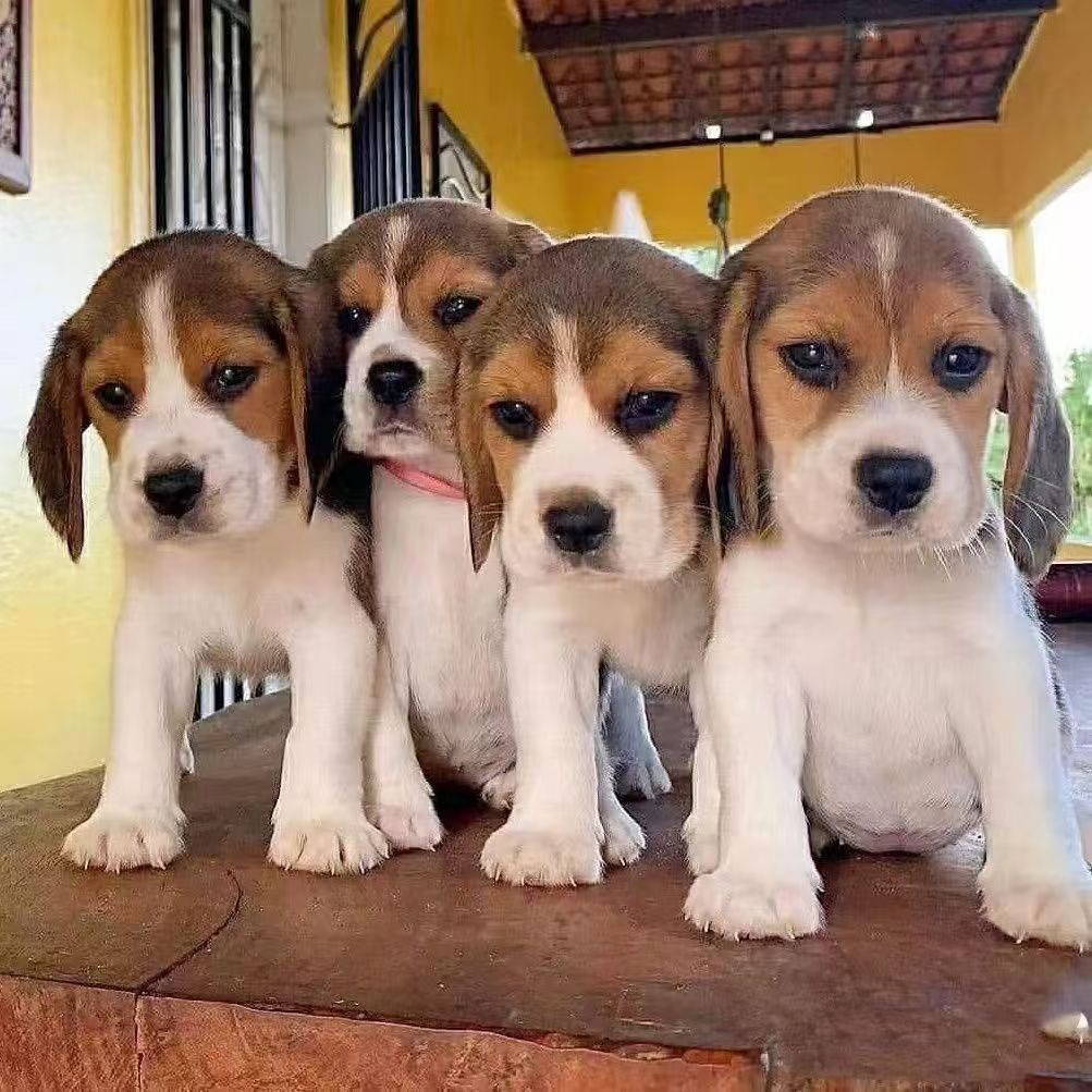 大表哥 45李恒比格幼犬纯种幼崽宠物狗猎兔犬米格鲁犬