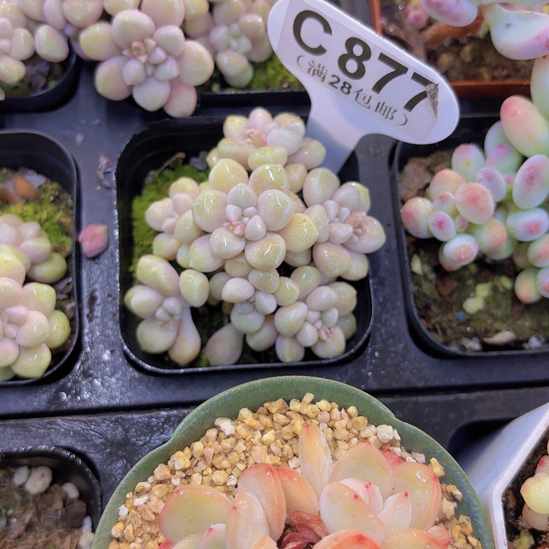 C877丸叶姬秋丽一物语拍