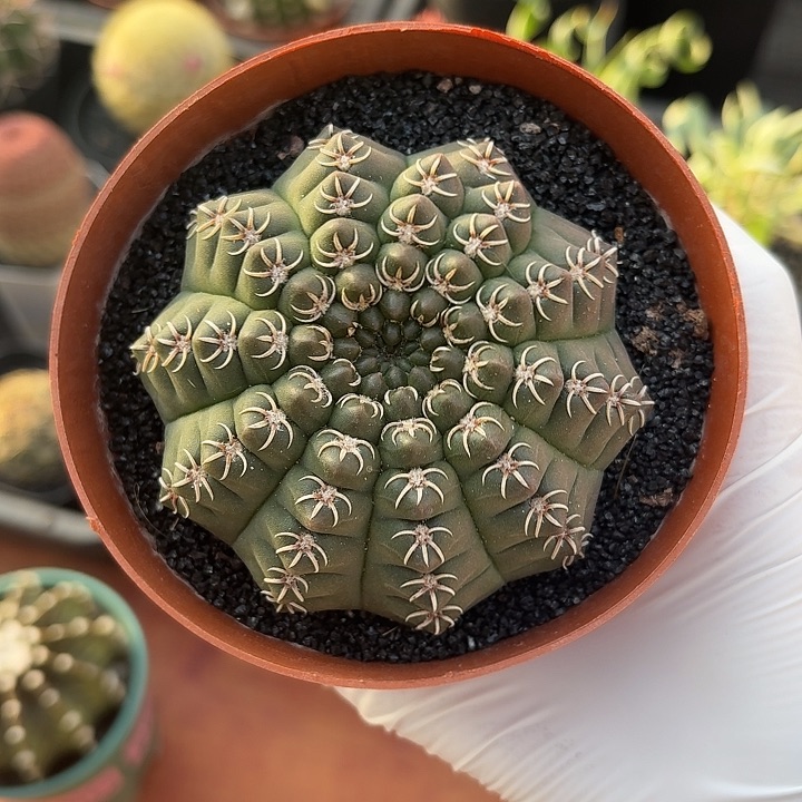 白刺瑞昌玉仙人球123