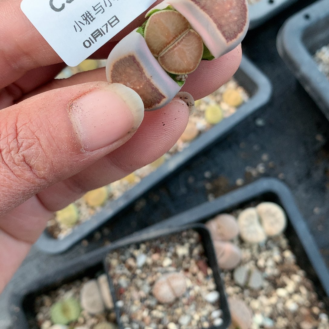 C386多肉植物保护研究所