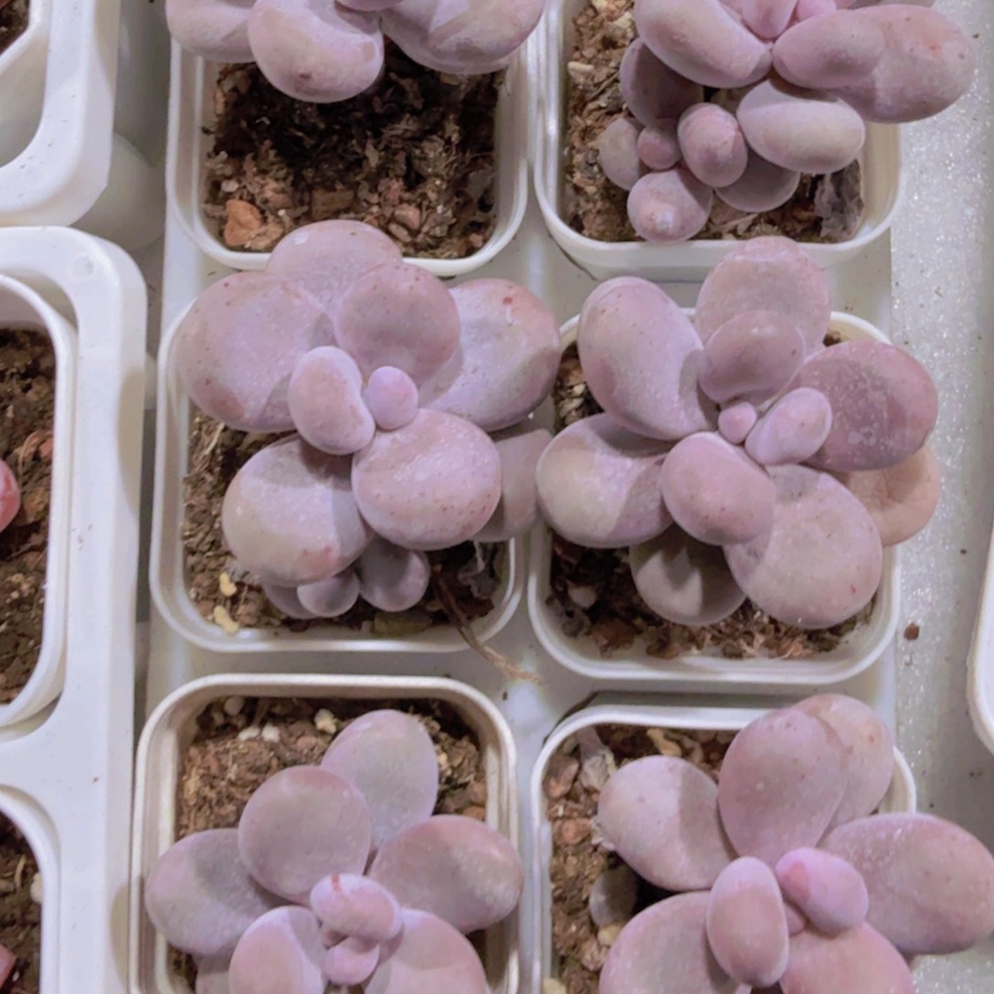 奶酪五厘米盆五颗一组