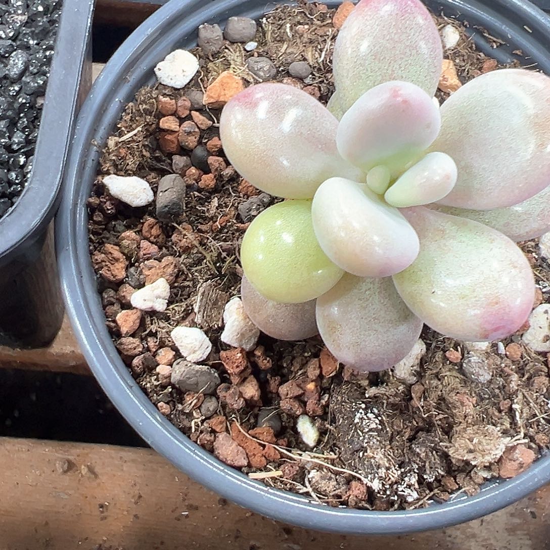 桃蛋锦 小方花圃一物一拍 