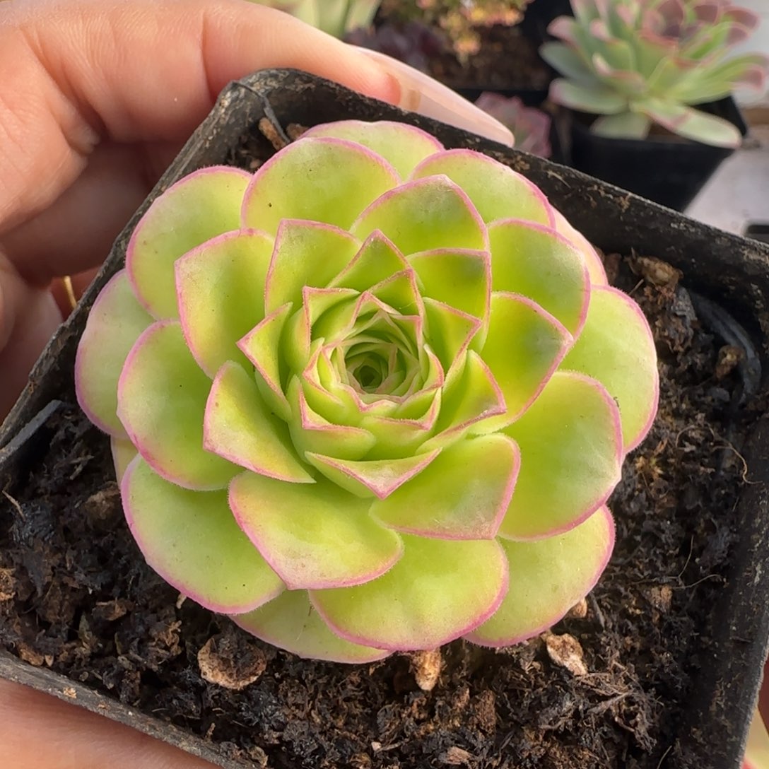 L575半城玫瑰金色梦影不含盆土