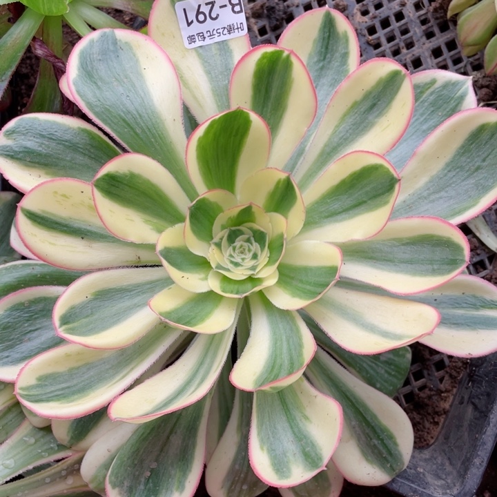 291艳资多肉12345678