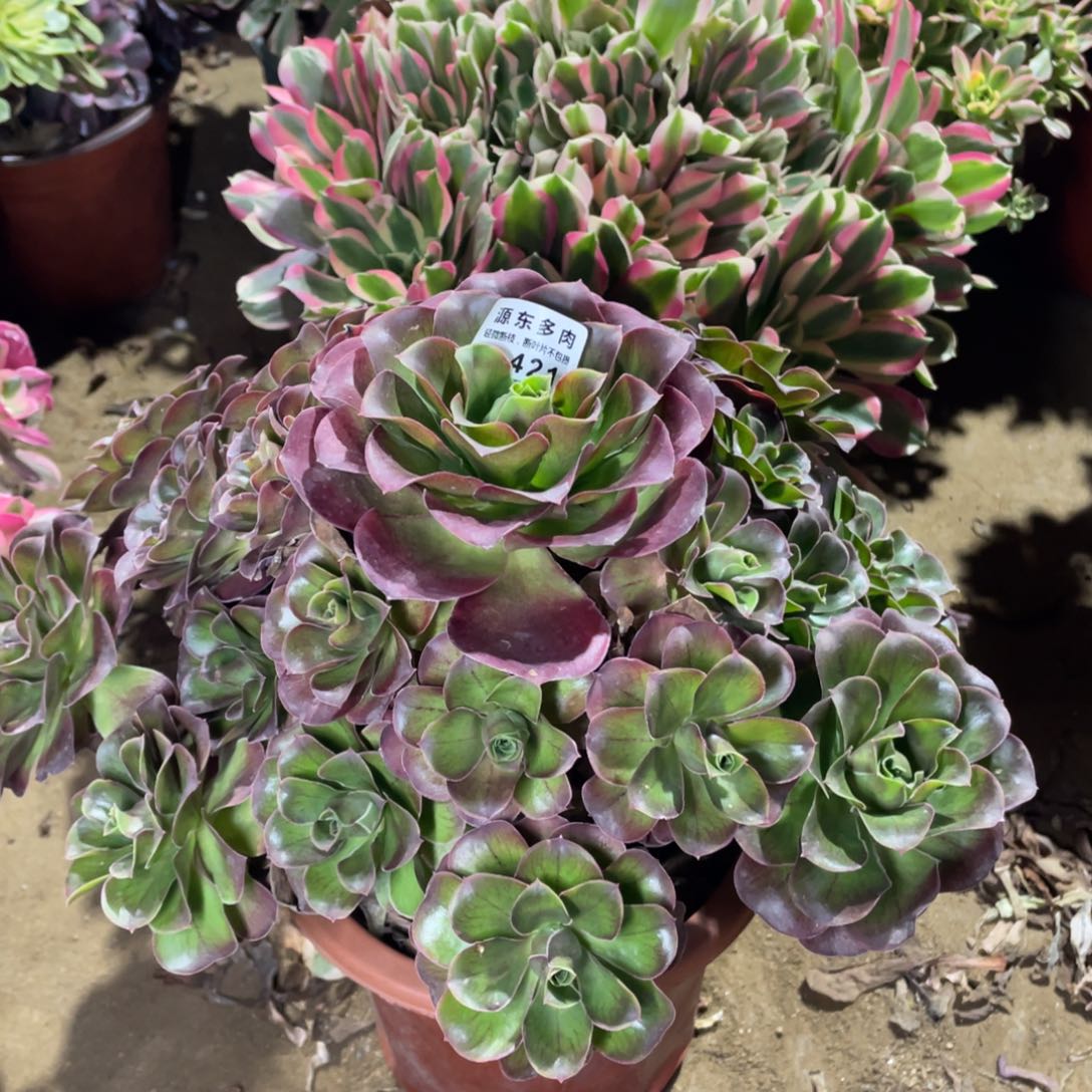 421魅金玫瑰多肉法师断枝不包