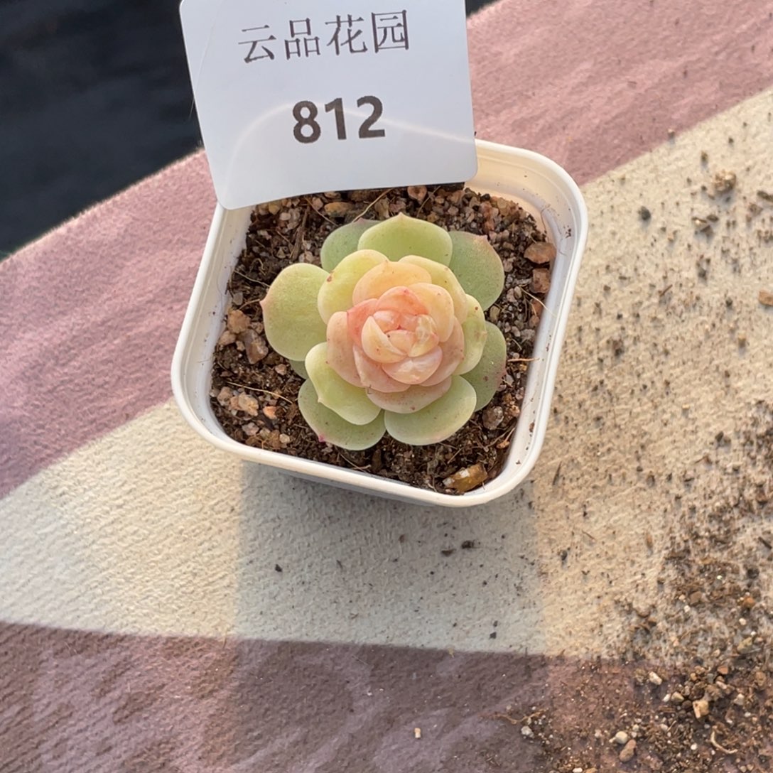 孙****812号糖心冰心珍妮