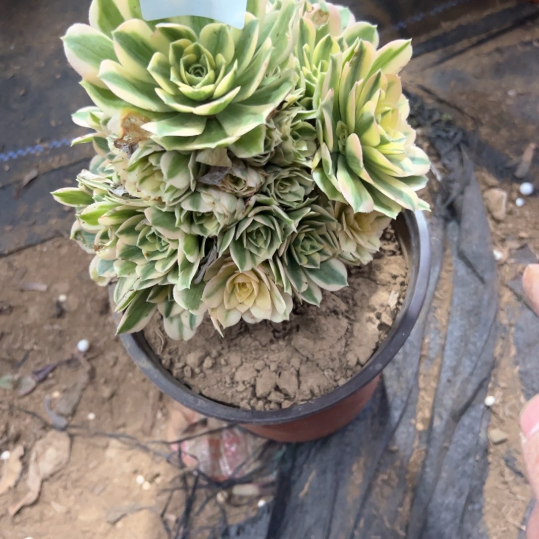 748号迈巴赫多肉植物