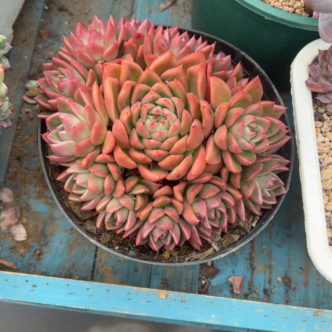 精品多肉植物老桩