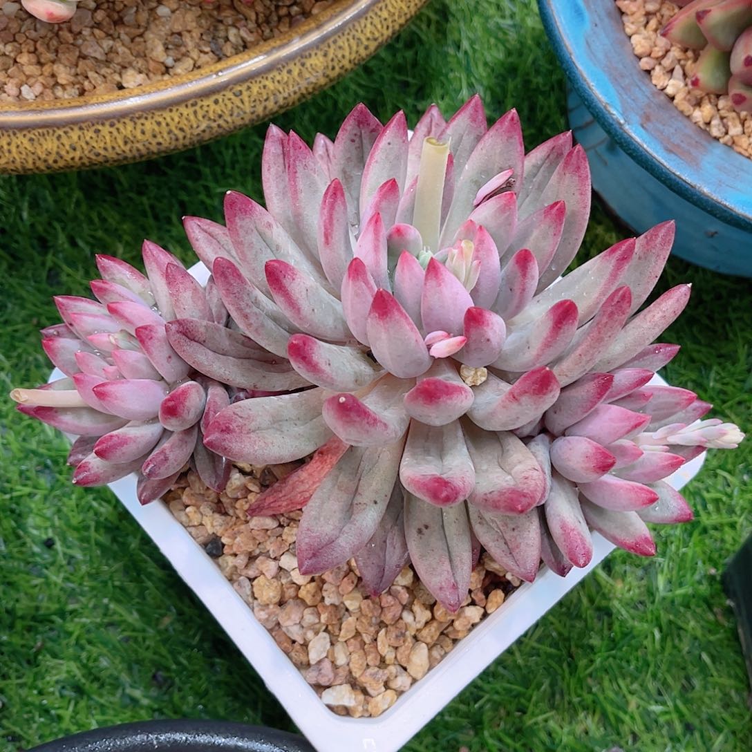 流沙虞美人精品多肉