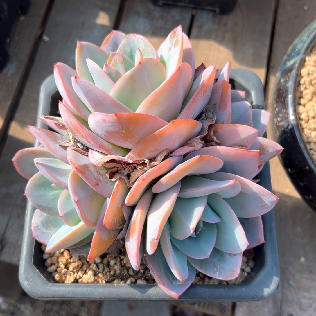 无花朵布鲁蓝111111111111111111