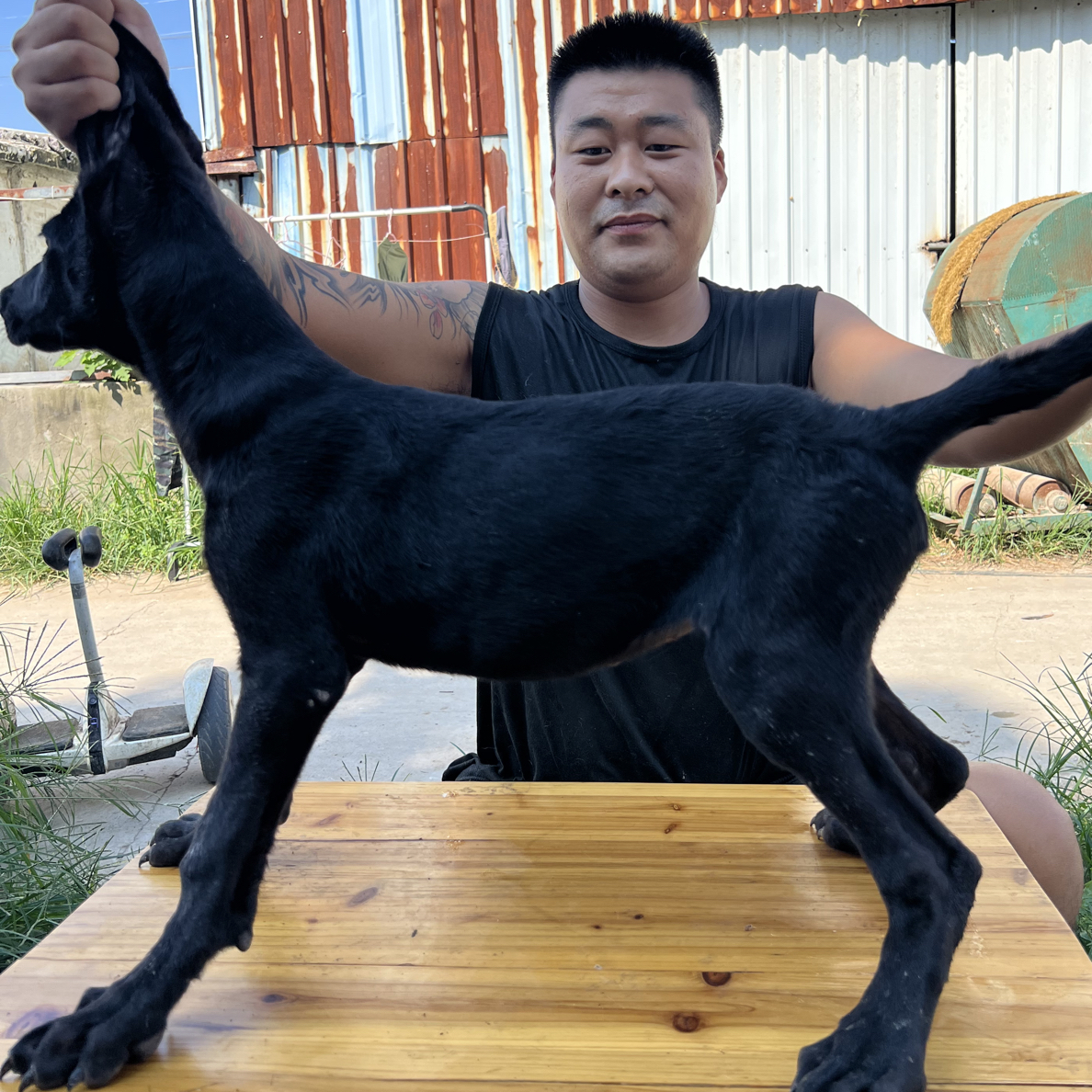 黑狼犬，狼青犬，莱州红犬，来场自提70天小公（实物以现场挑选为准）