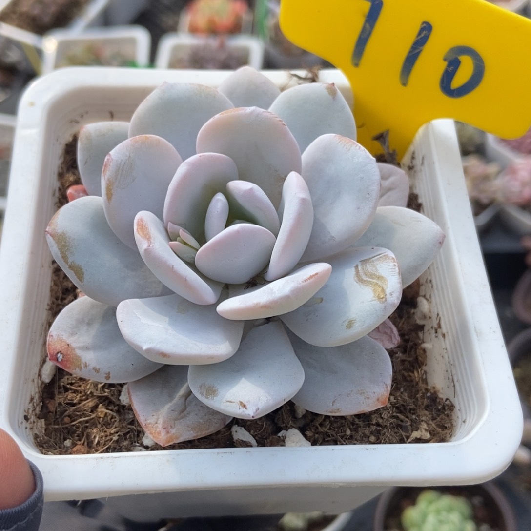 710雪莲多肉植物保护