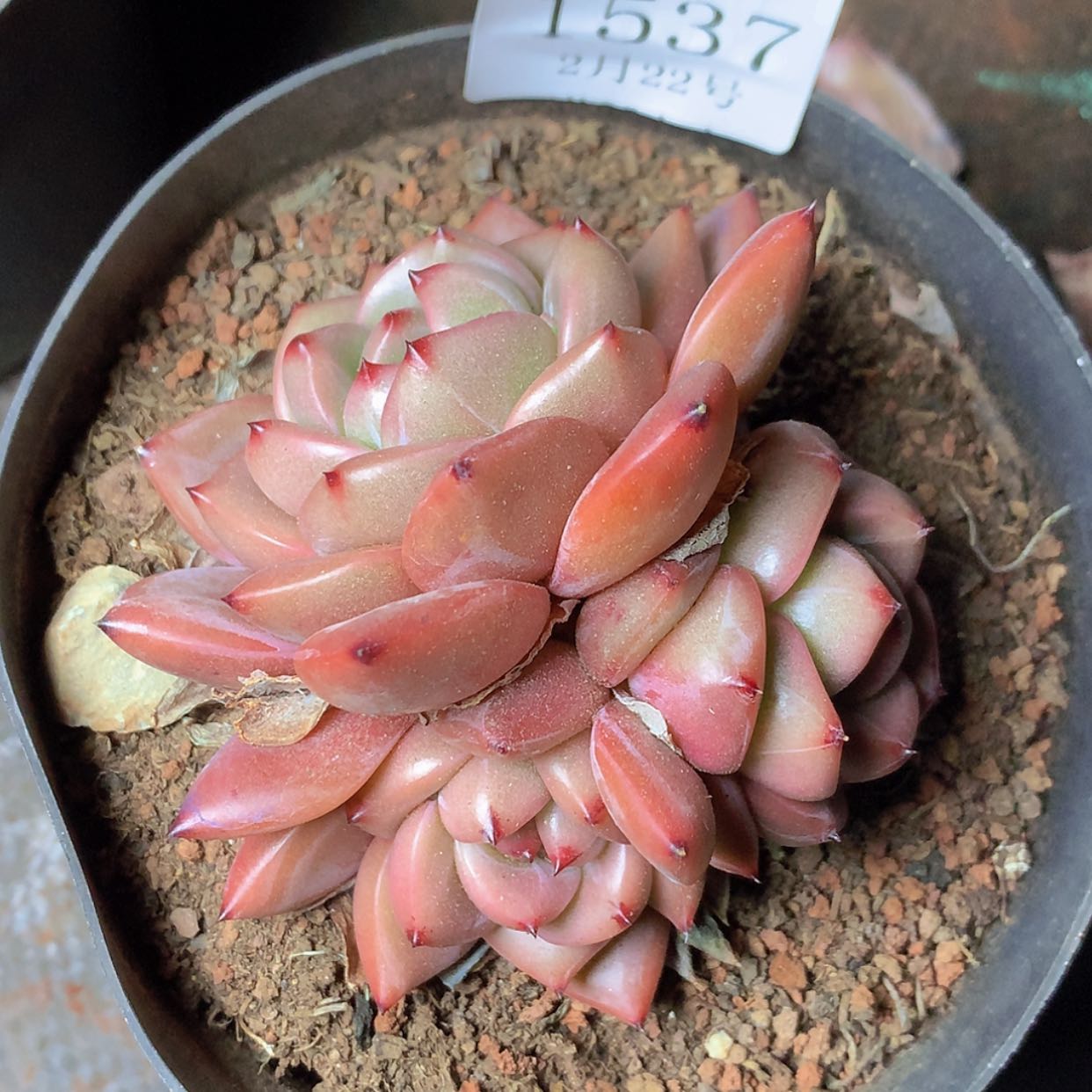 【闪购商品】云1537