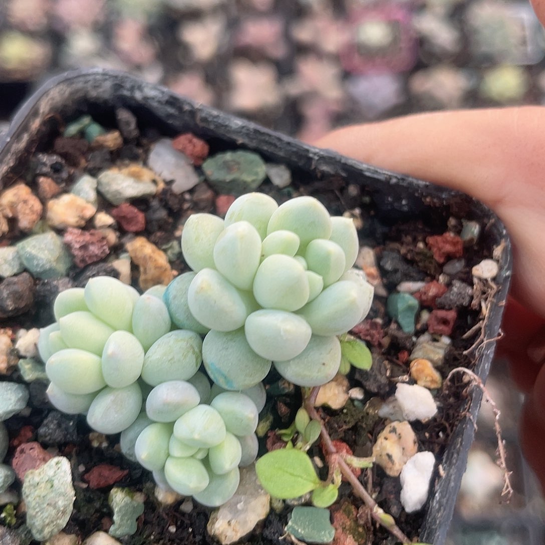 小叶奶糖 脱土发货 7口盆