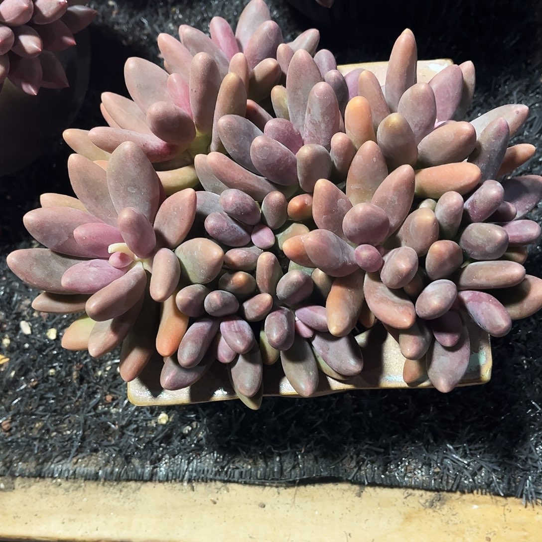多肉植物糖果美人