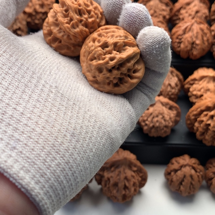 其他核桃M****生秦岭山脉和黄土高原