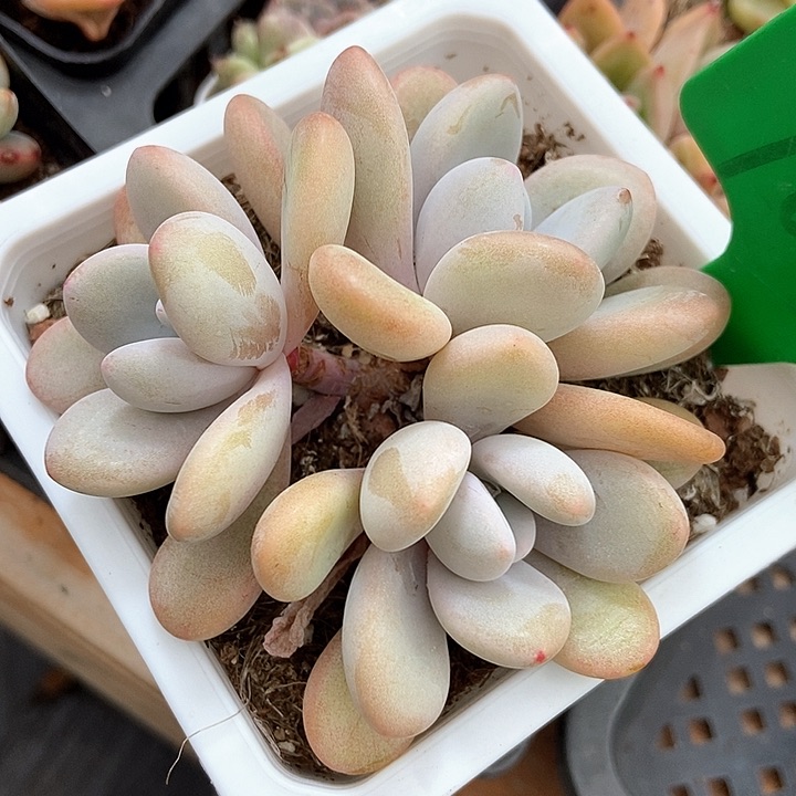 多肉植物粉兔1028