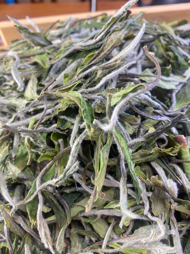 2025年福建高山白茶传统日晒老枞荒野荒枞牡丹花香甘甜适合存现喝