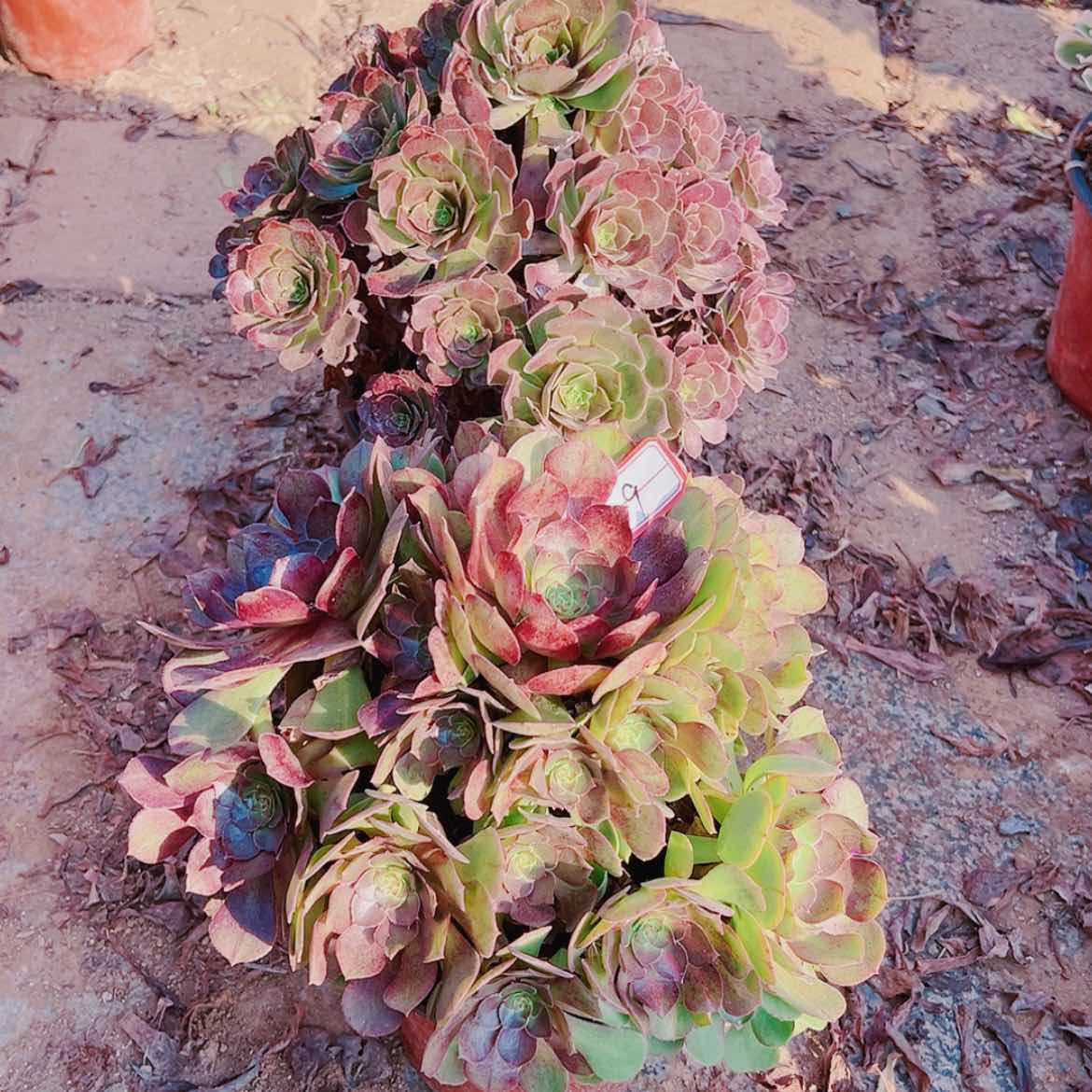【闪购商品】无花朵幸*儿9倾城中班，荷兰玫瑰多肉植物无售后
