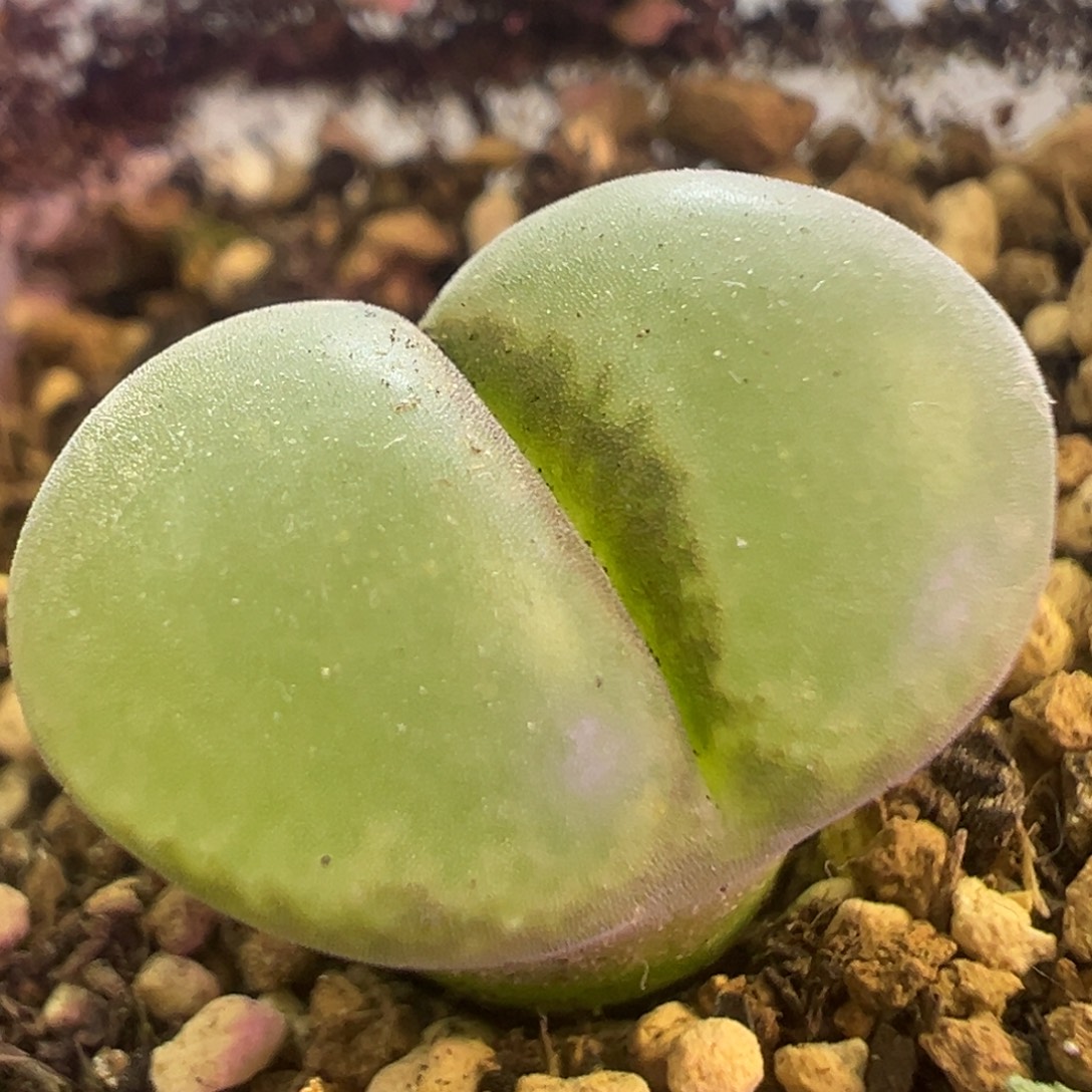 大窗粉女 肉锥植物
