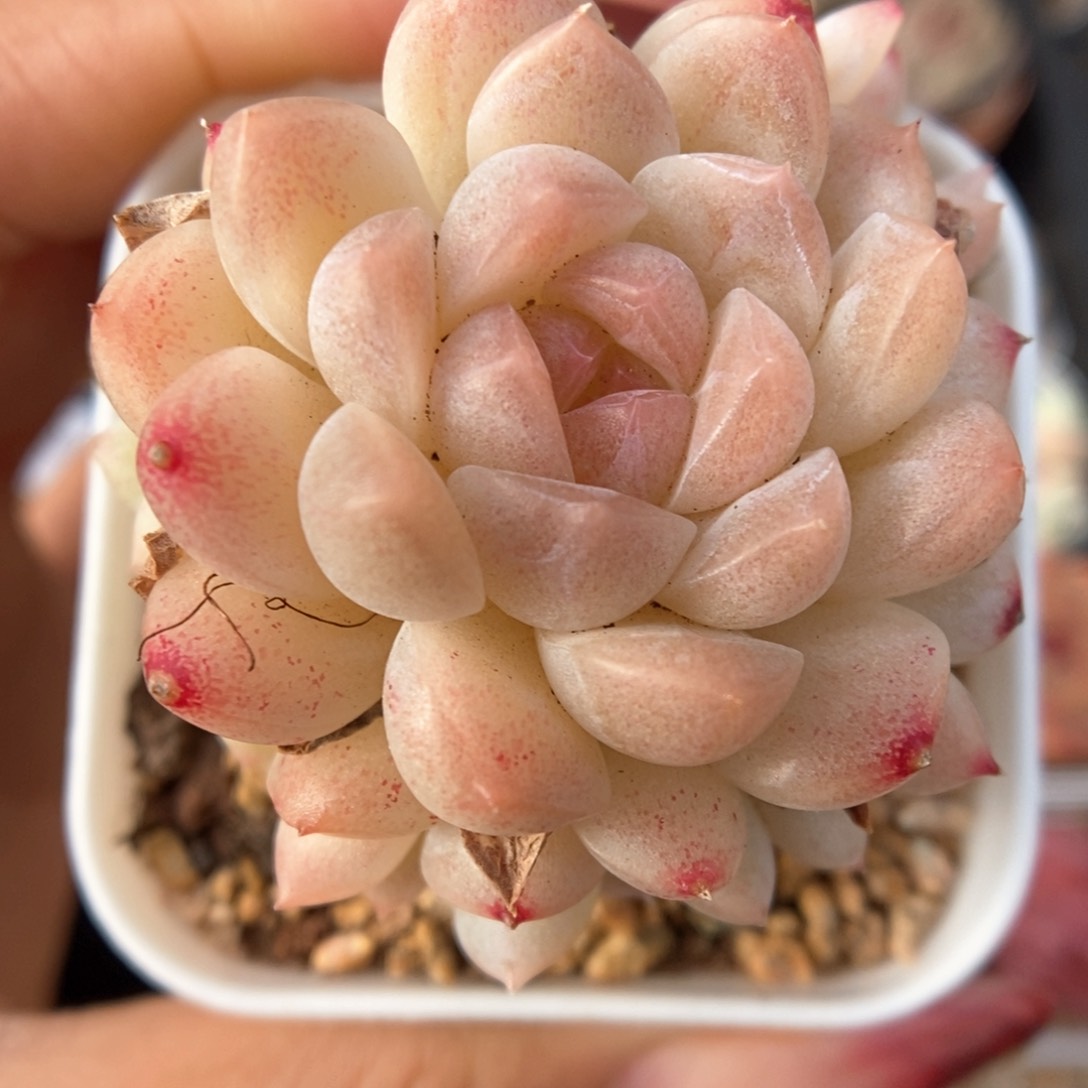 水果糖群生可拍4542号。 