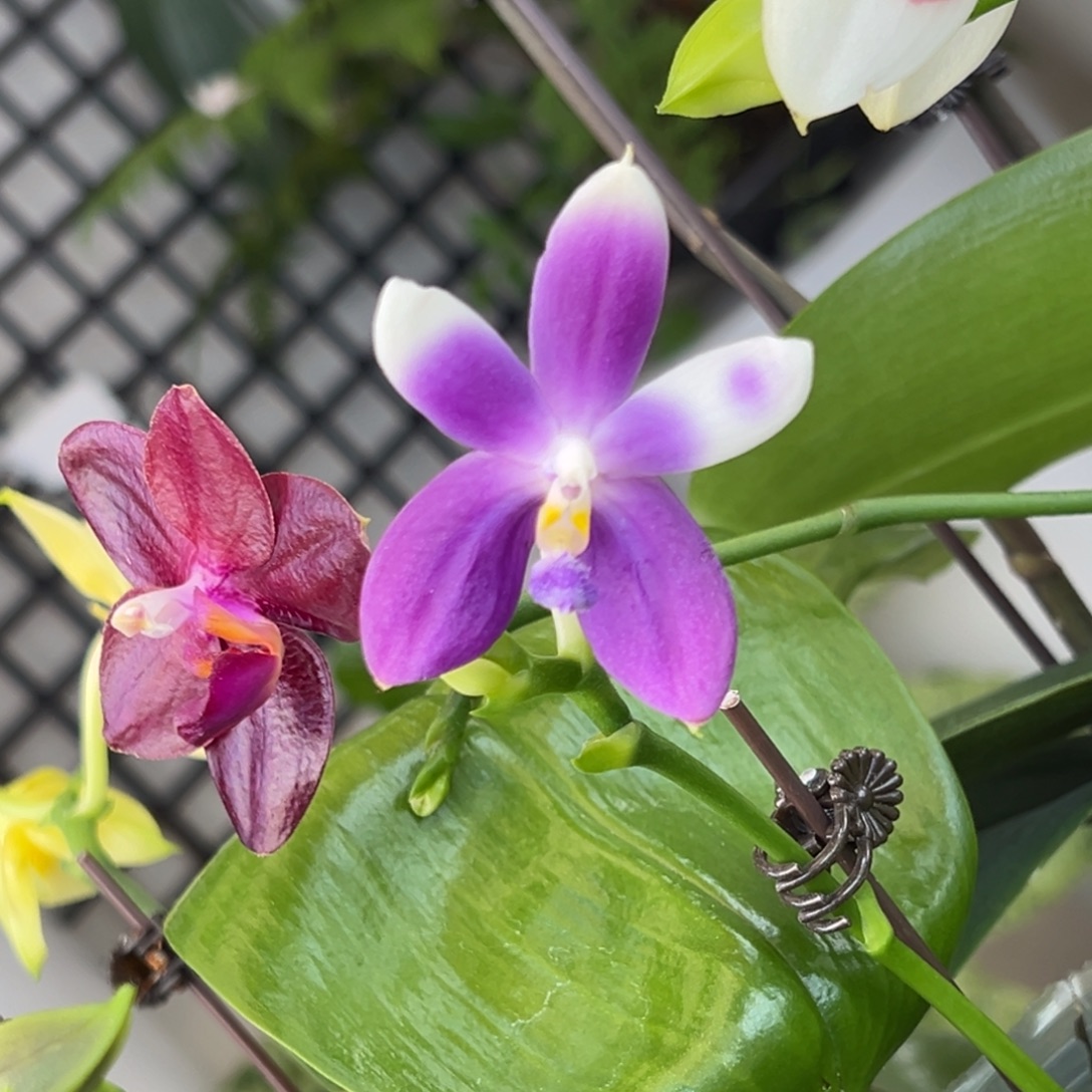 完全开放16号，98米