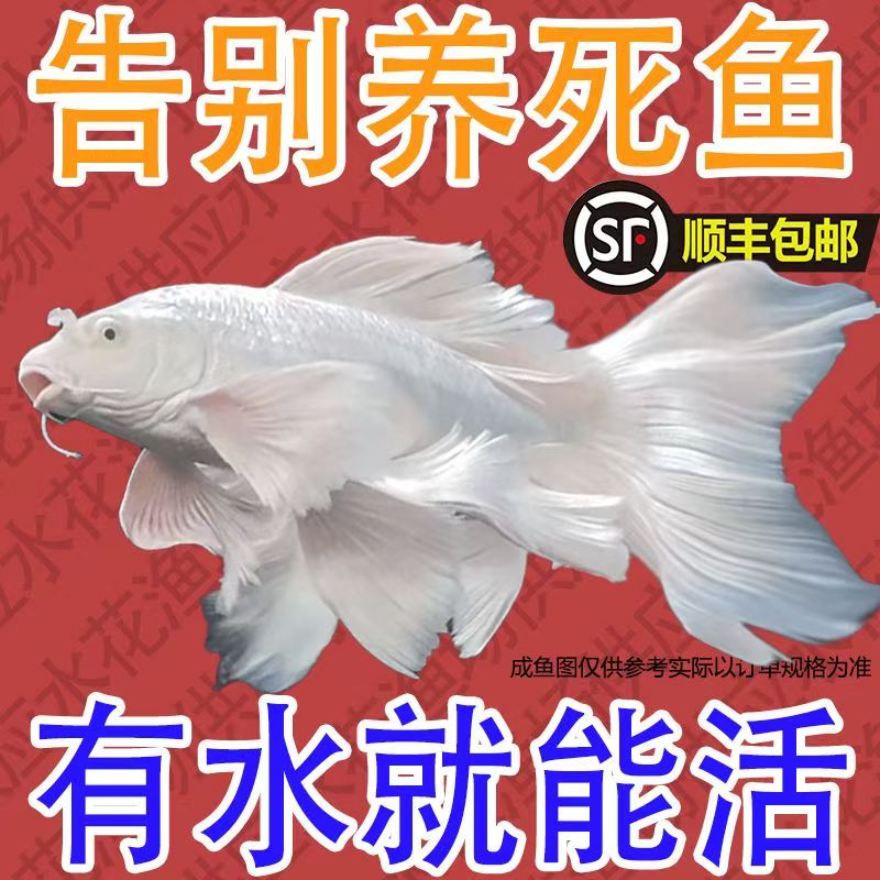 蝴蝶鲤【包活到家】纯种台湾贵妃体普身圆首鳍活体发货