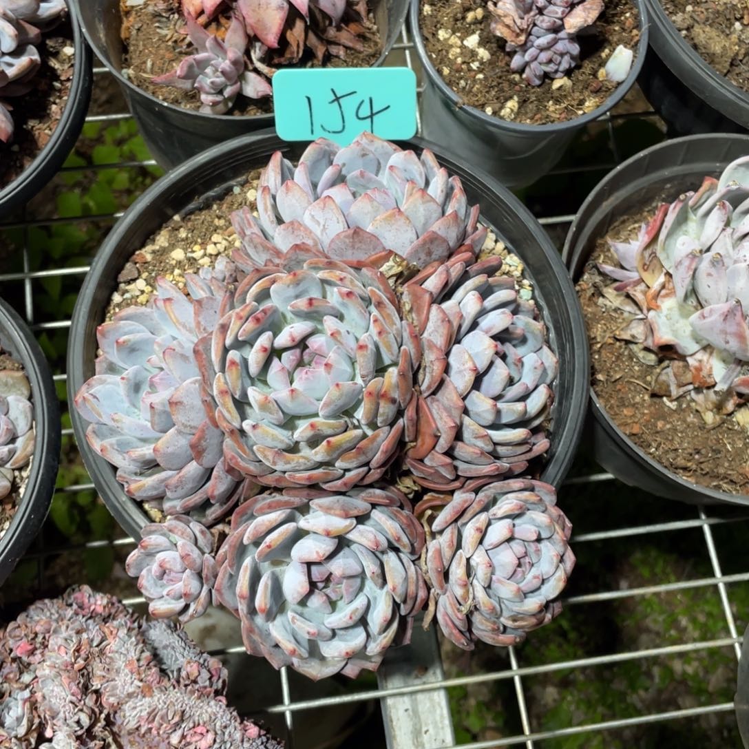 星缀哈哈多头群生154