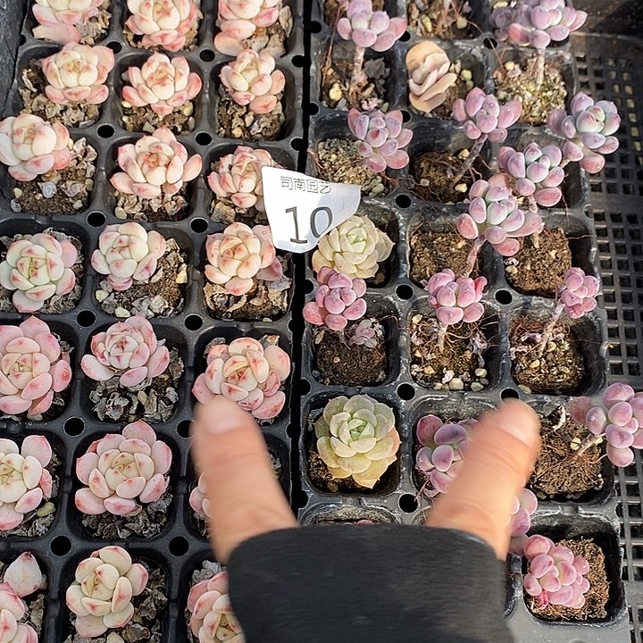 10 多肉植物盆栽花卉
