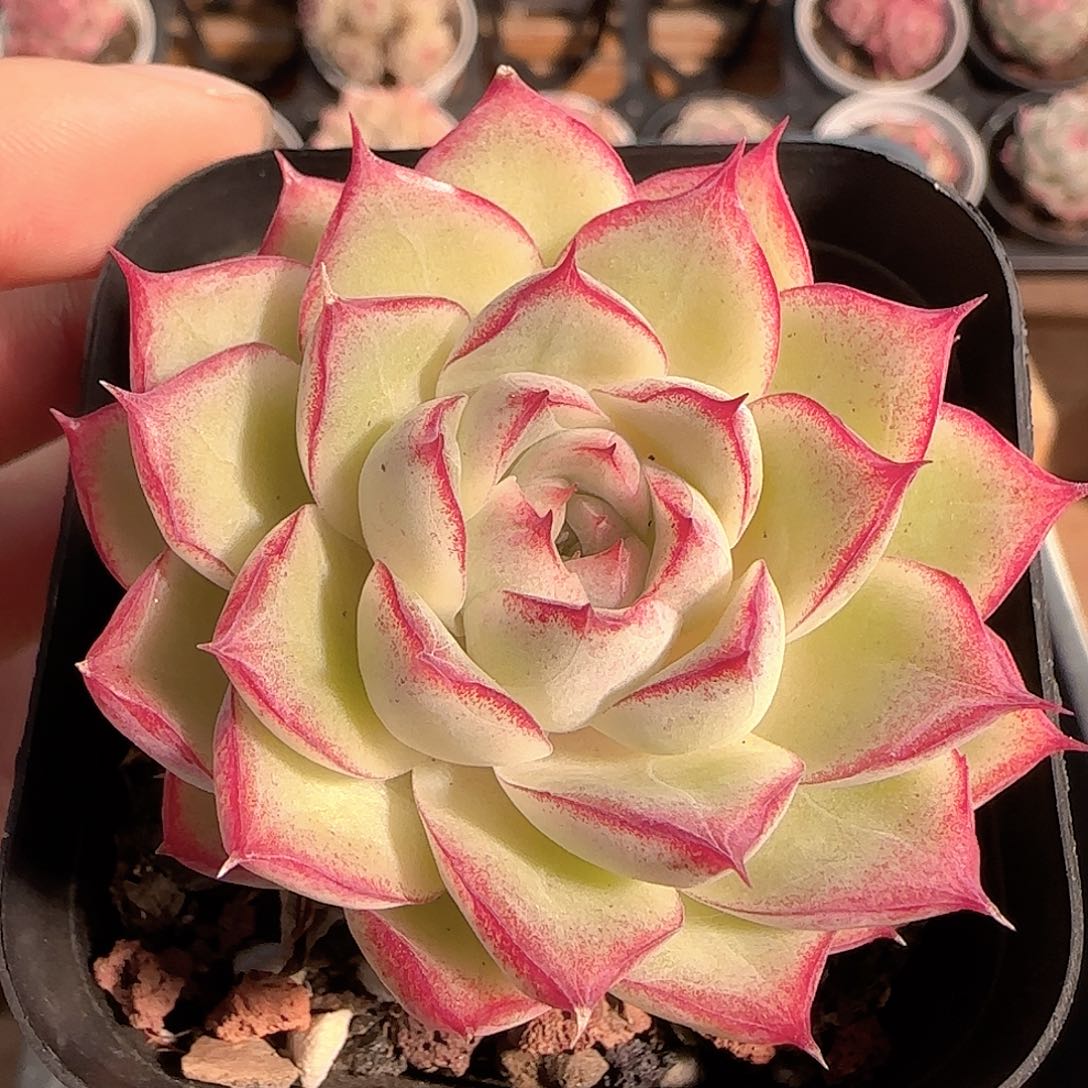 多肉1206-188女王玫瑰