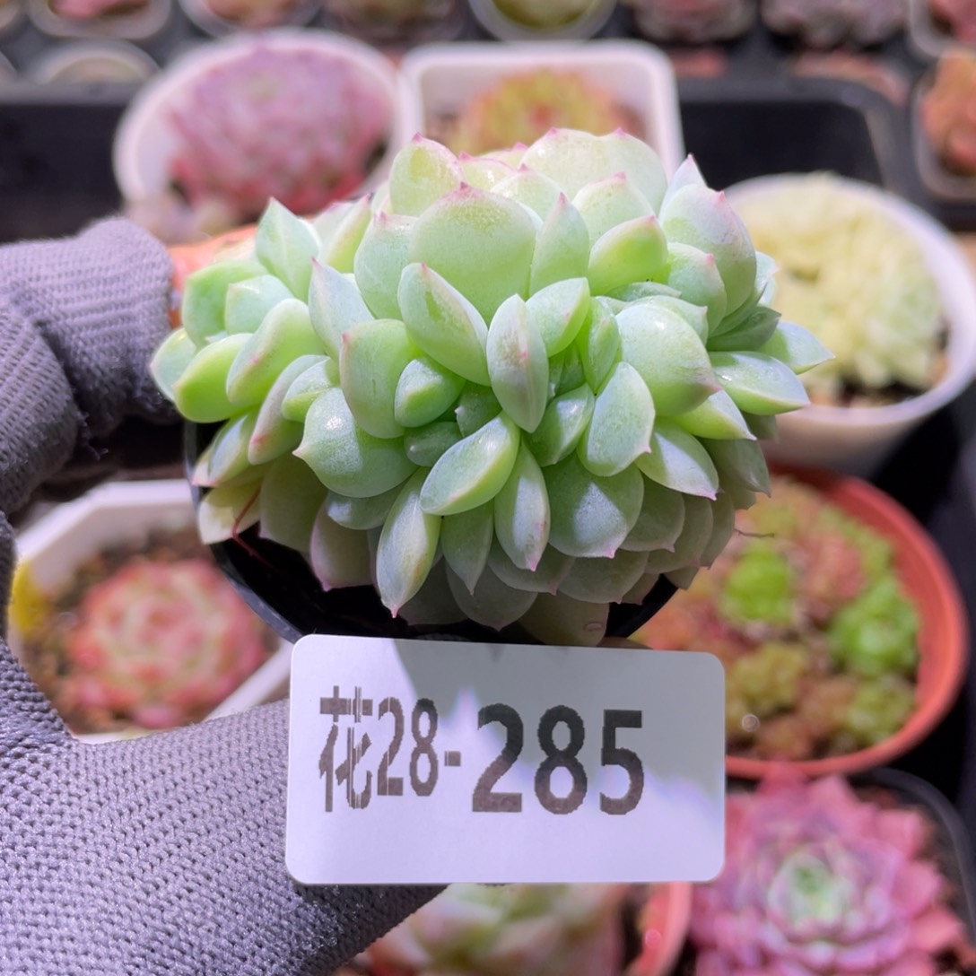 Y***V花利美28-285新品缀化