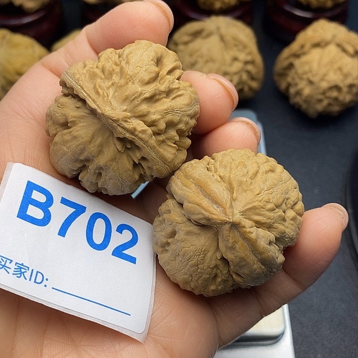 核桃霸王龙3:6，有修