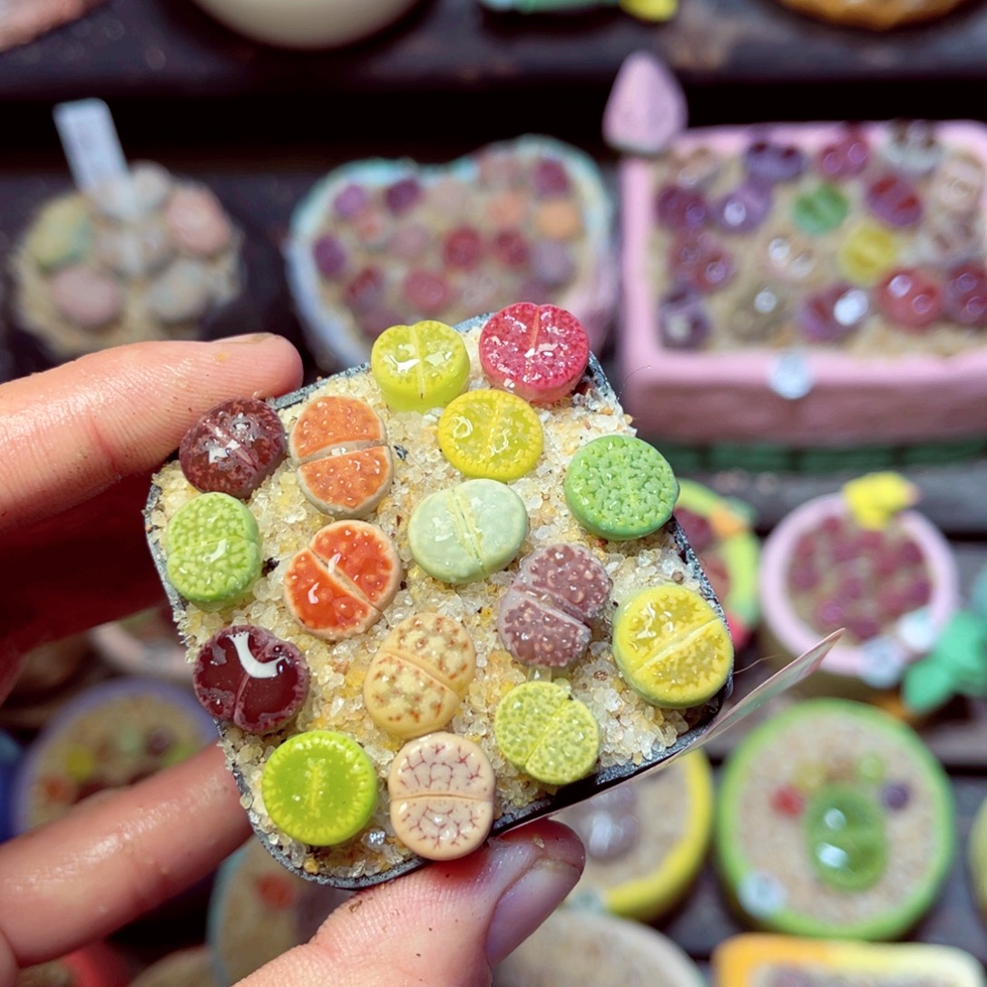 306生石花带盆发1