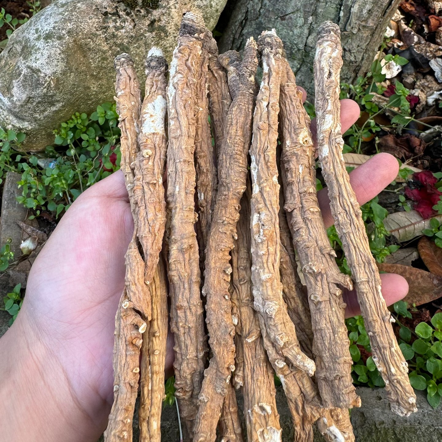 【小阿妹专属】山货档 渗农产品